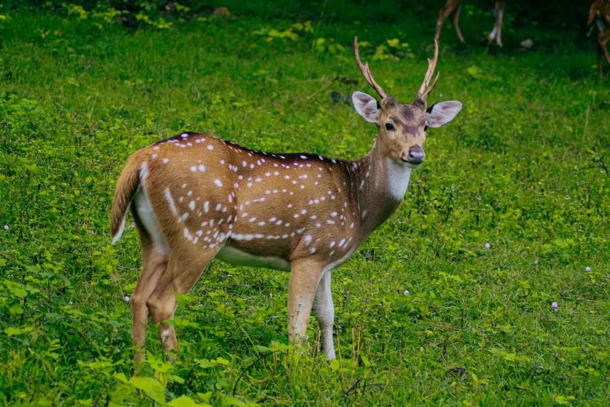Barnawapara Wildlife Sanctuary